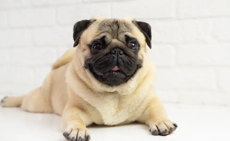 cachorro pug deitado