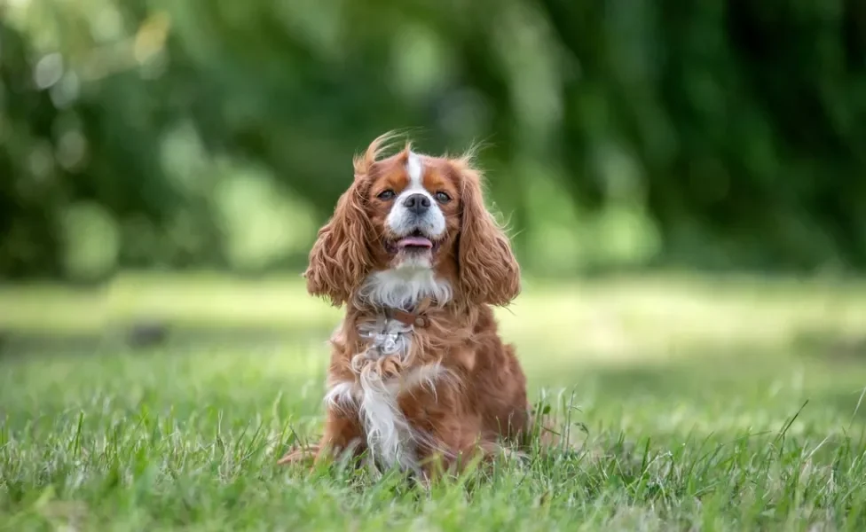 raças de cachorro cavalier king charles spaniel sentado na grama