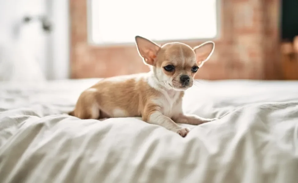 cachorro chihuahua triste em cima da cama