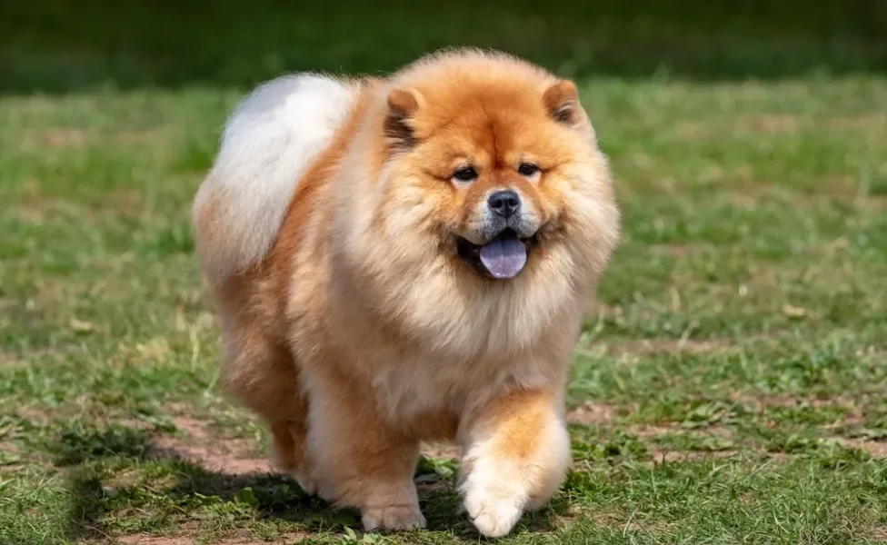 cachorro chow chow andando no parque