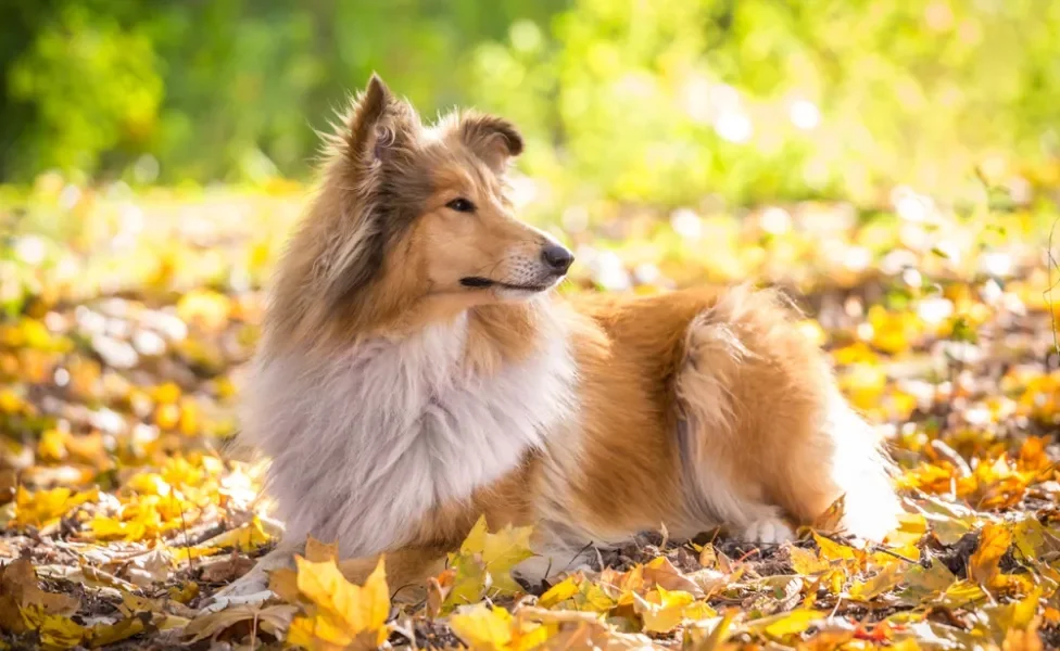 cachorro collie deitado em folhas secas olhando para o lado