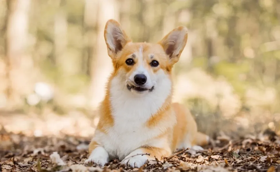 cachorro corgi deitado na grama