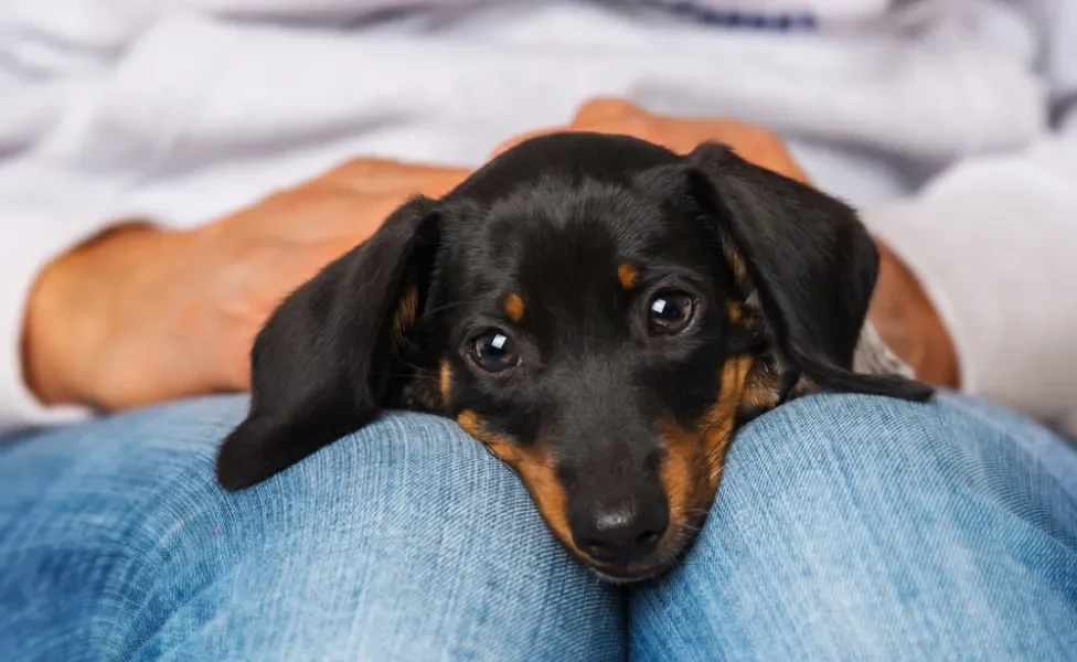 dachshund preto no colo de pessoa