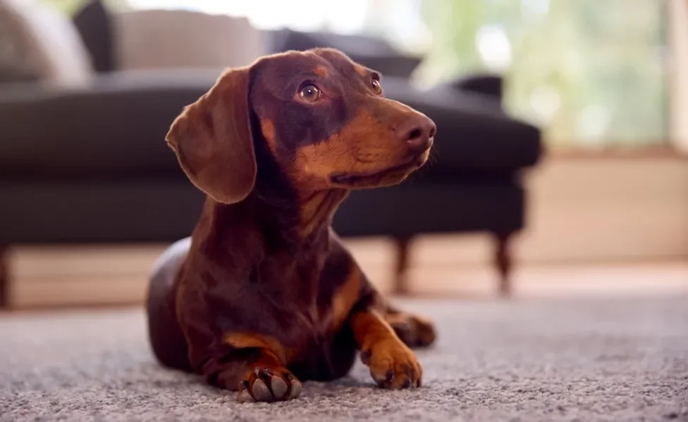 cachorro dachshund deitado na sala