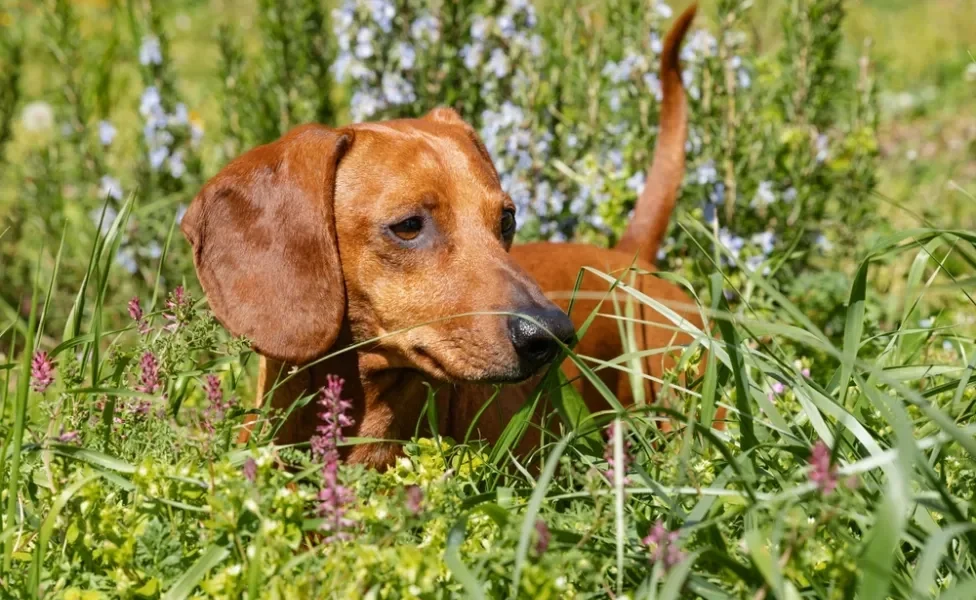 raças de cachorro dachshund em um campo florido