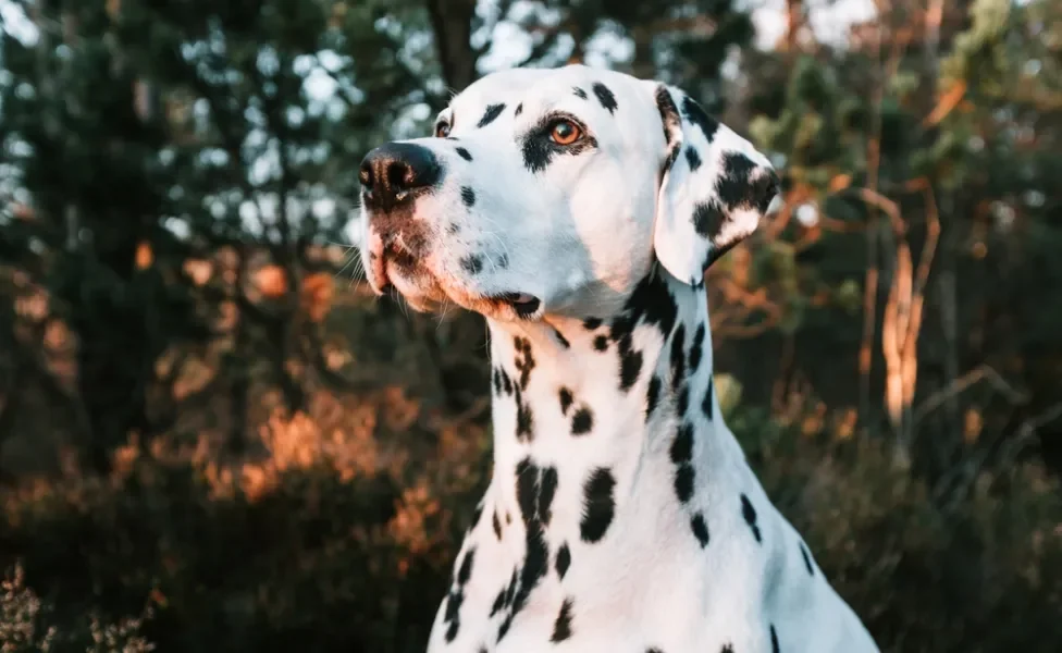 cachorro dálmata olhando para o horizonte