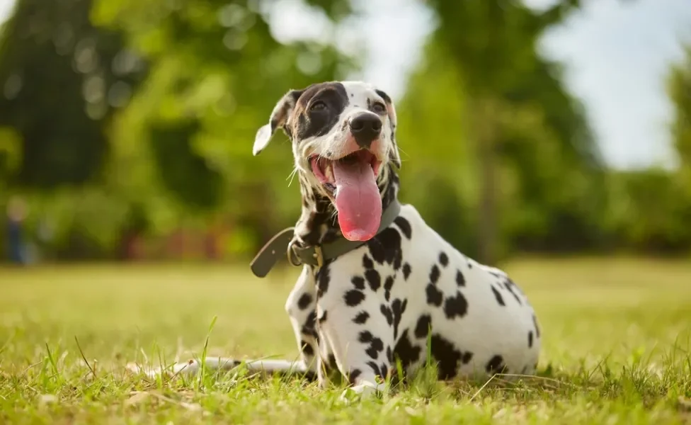 cachorro dálmata deitado na grama