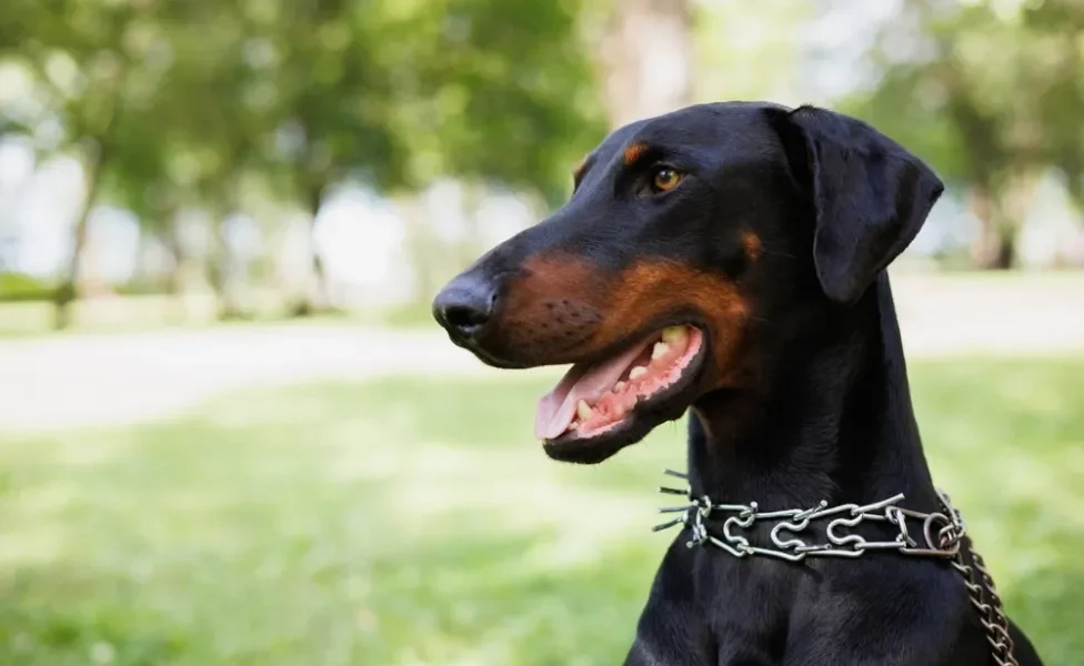 cachorro doberman olhando para o lado