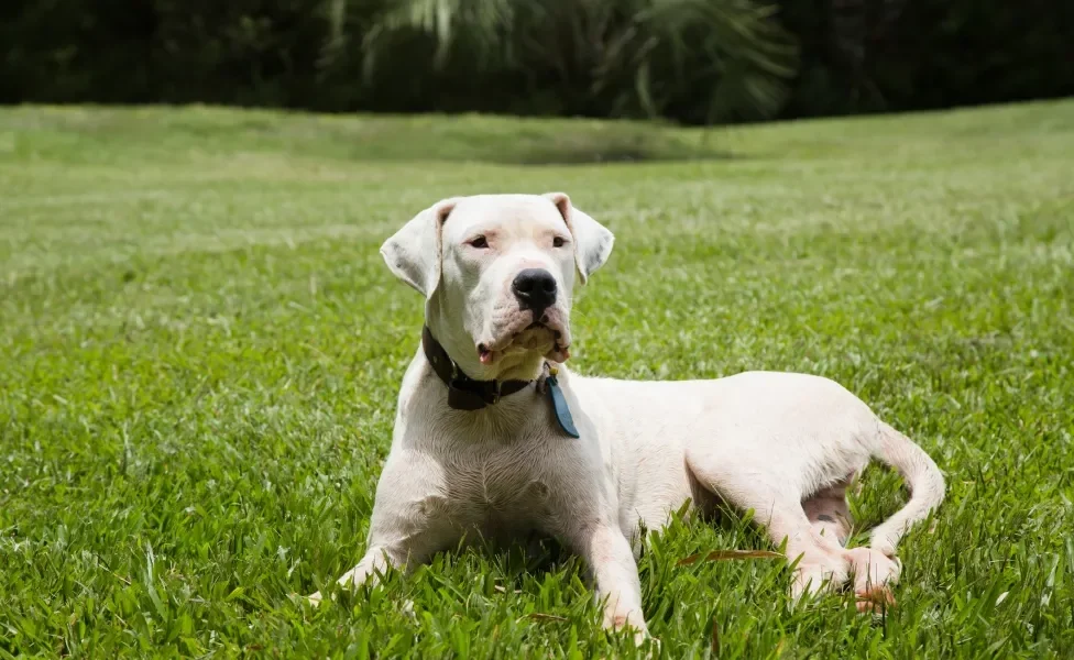 dogo argentino deitado na grama