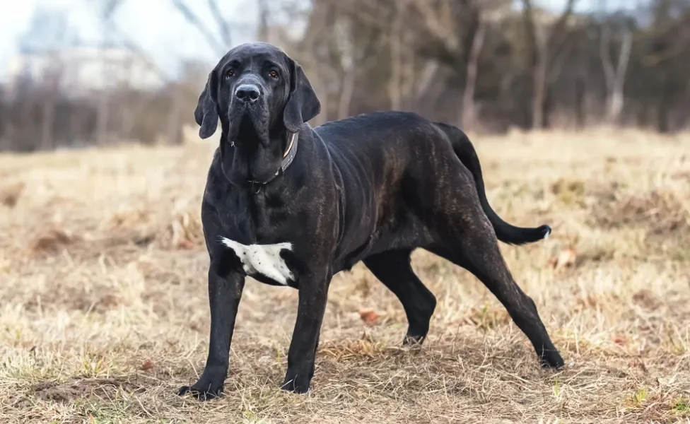 fila brasileira de pé ao ar livre