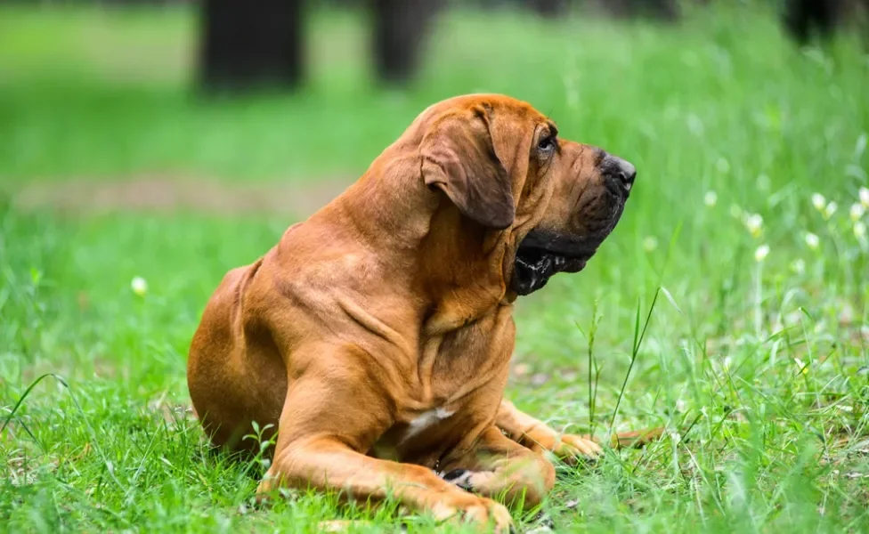 fila brasileiro deitado na grama