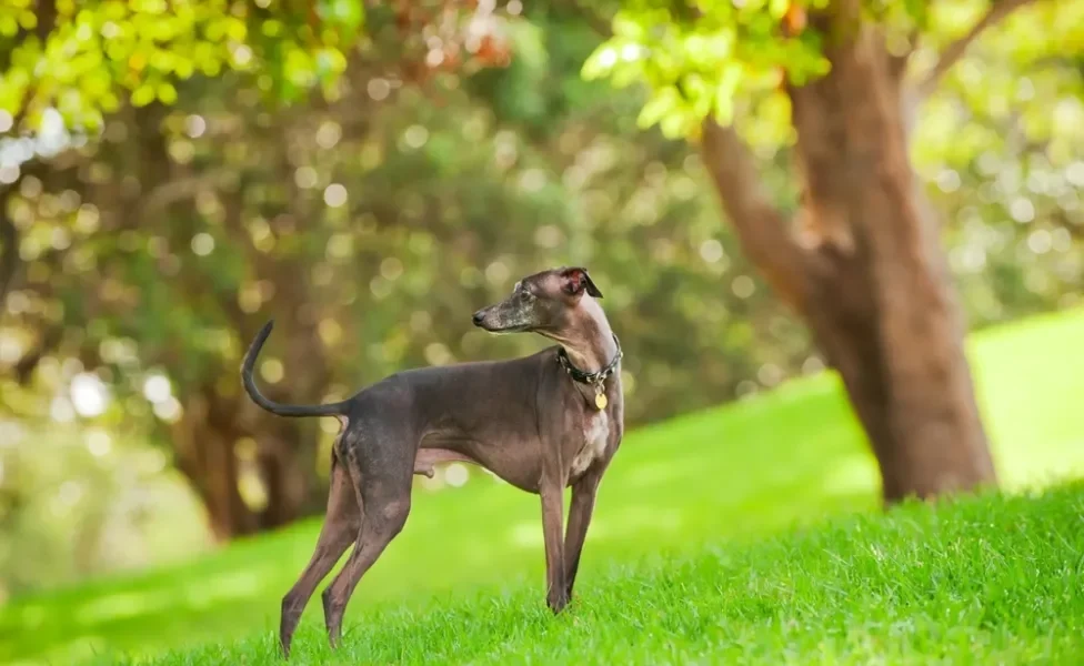 raças de cachorro galguinho italiano em um parque