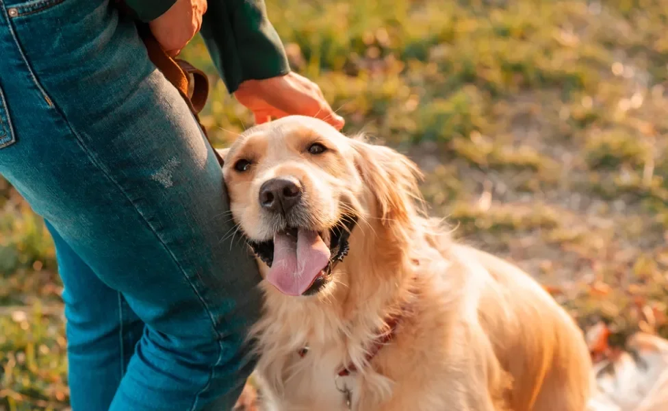 golden retriever feliz com a língua de fora com a cabeça encostada na perna de uma pessoa