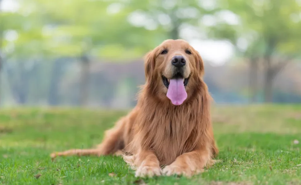 cachorro golden retriever deiado no chão