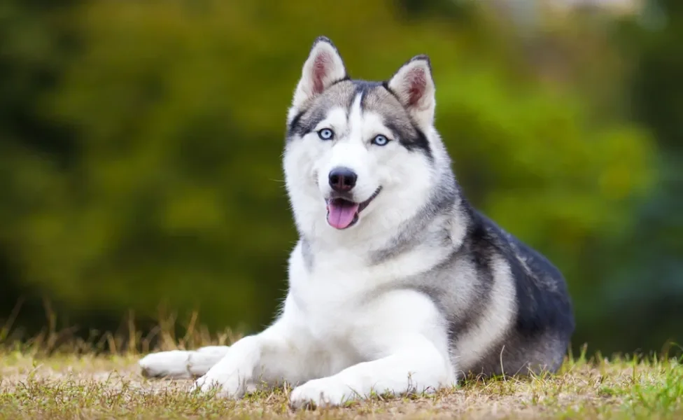 husky siberiano deitado na grama