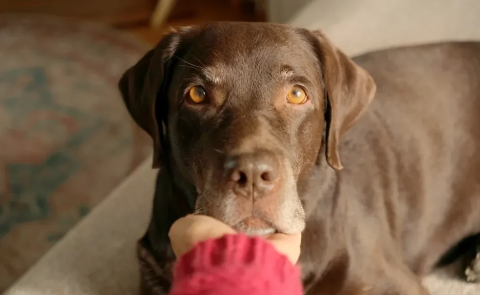 cachorro labrador com pessoa segurando a cabeça dele