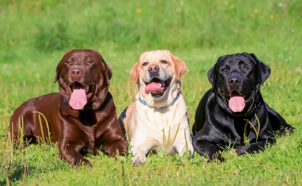 raças de cachorro labrador deitadas na grama