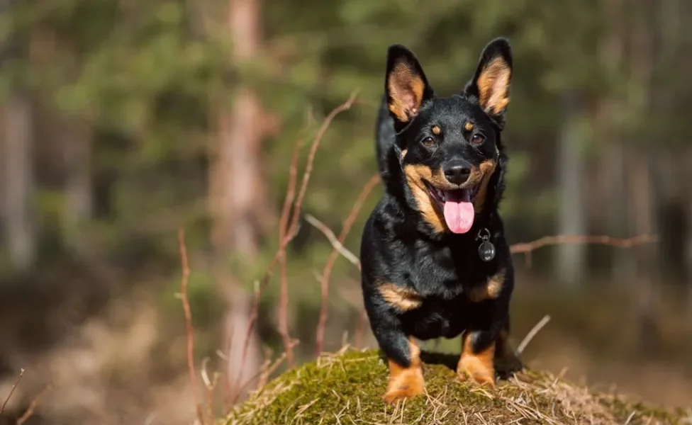 raças de cachorro lancashire ao ar livre