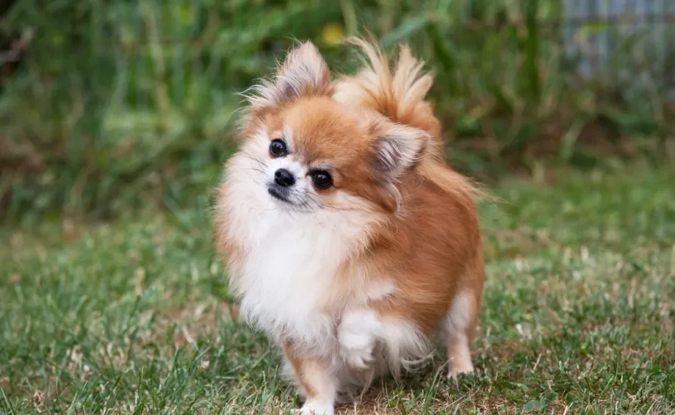 raças de cachorro lulu da pomerânia de pé em gramado