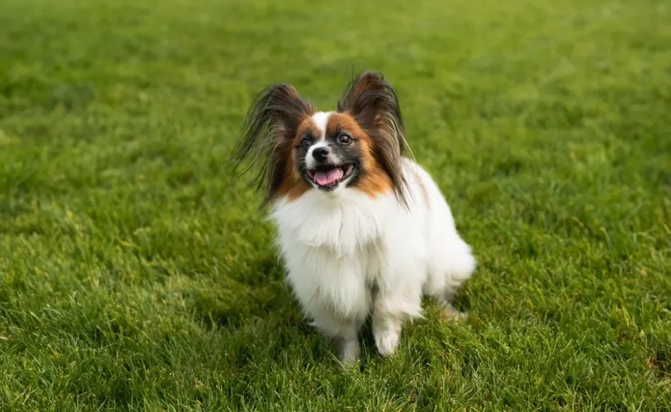 cachorro papillon sentado no gramado