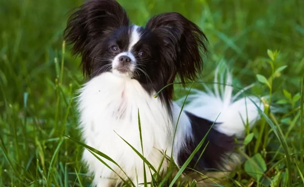 raças de cachorro papillon sentado em gramado