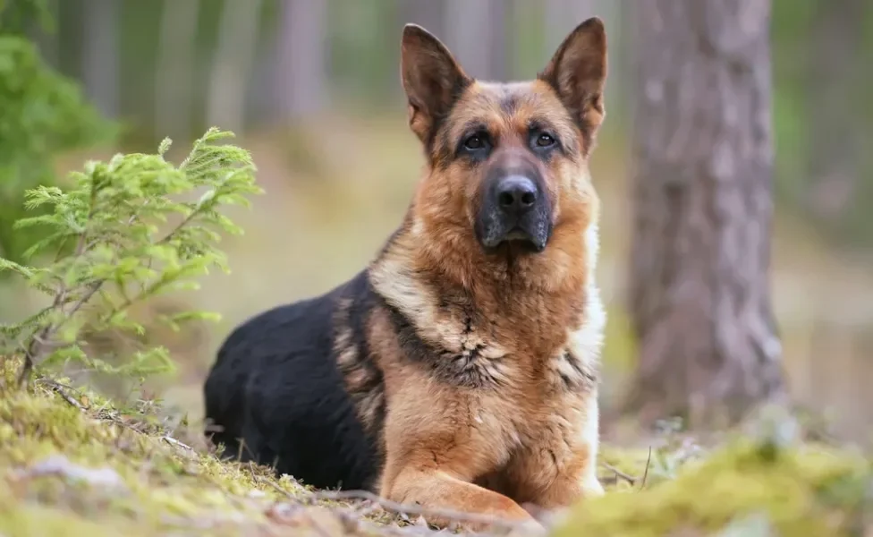 cachorro pastor alemão deitado na grama