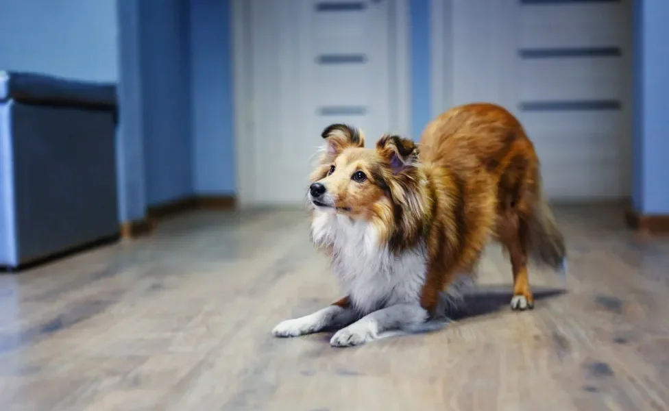 cachorro pastor-de-shetland curvado em casa