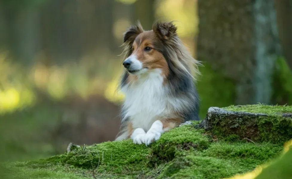 cachorro pastor de shetland observando