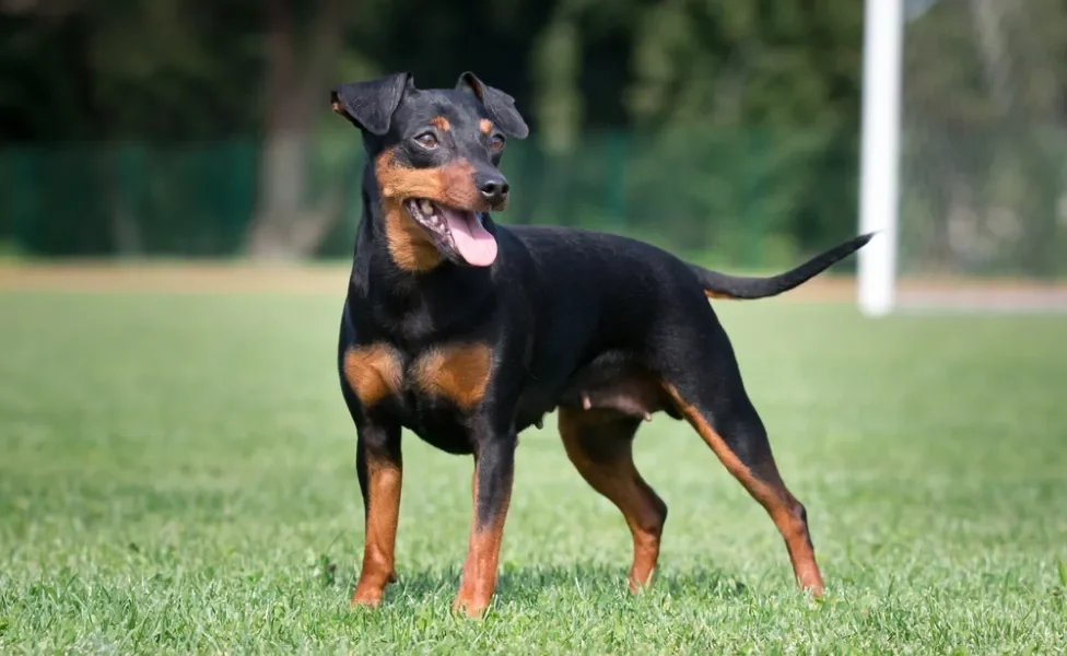 cachorro pinscher de pé ao ar livre