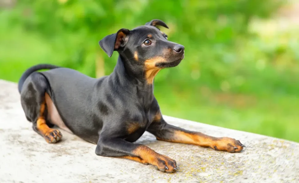 raças de cachorro pinscher deitado