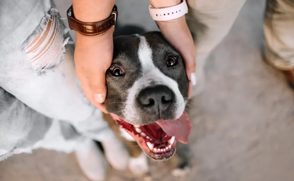 pitbull olhando para cima e recebendo carinho