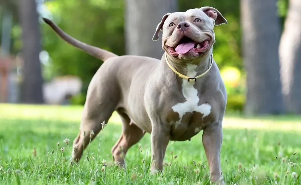 american bully de pé com língua de fora no parque