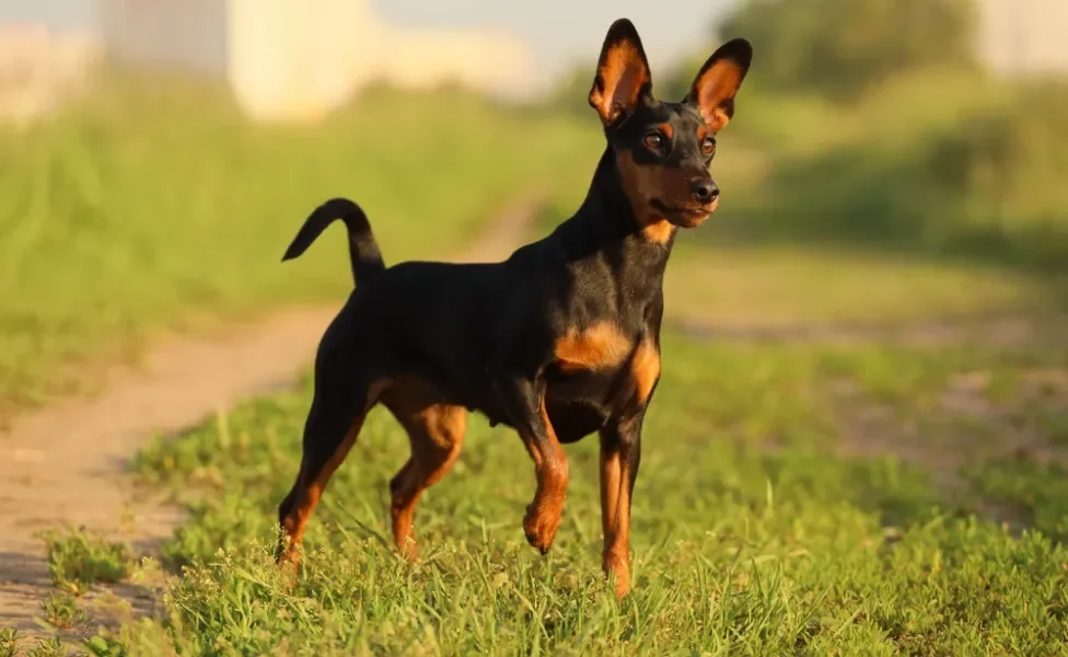 cachorro protetor pinscher no pôr do sol no parque