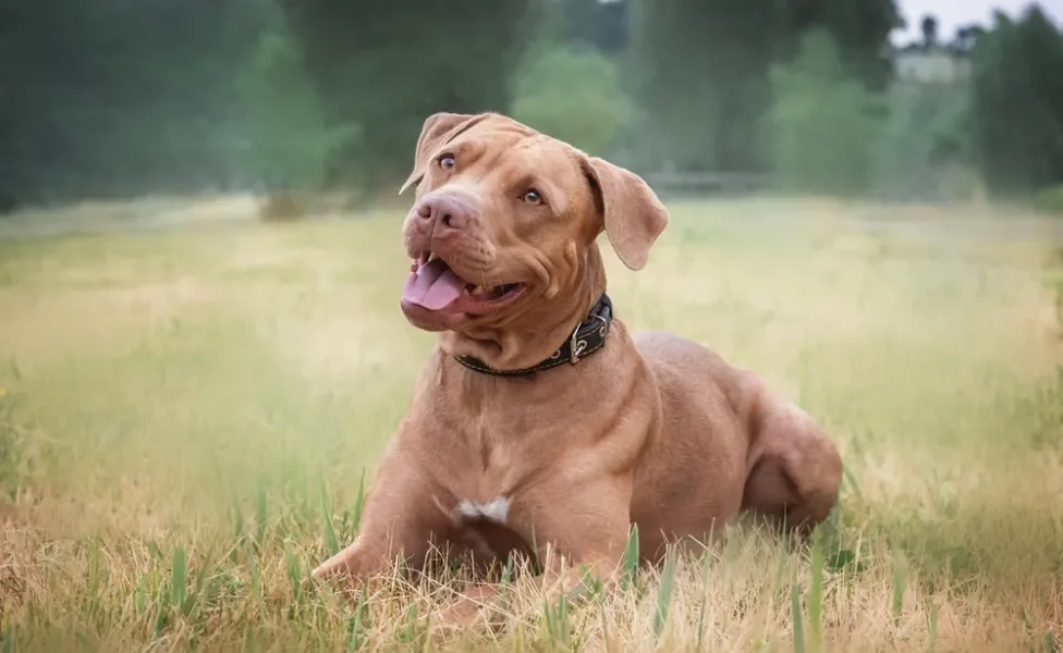 cachorro pitbull deitado no gramado