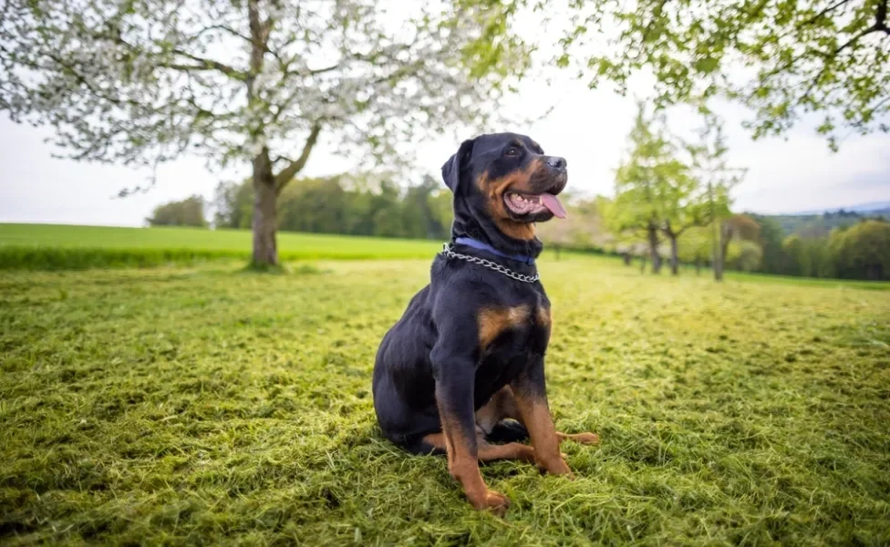 rottweiler sentado ao ar livre