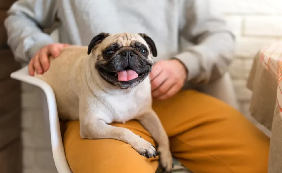 pug feliz com a língua de fora sentado no colo de homem