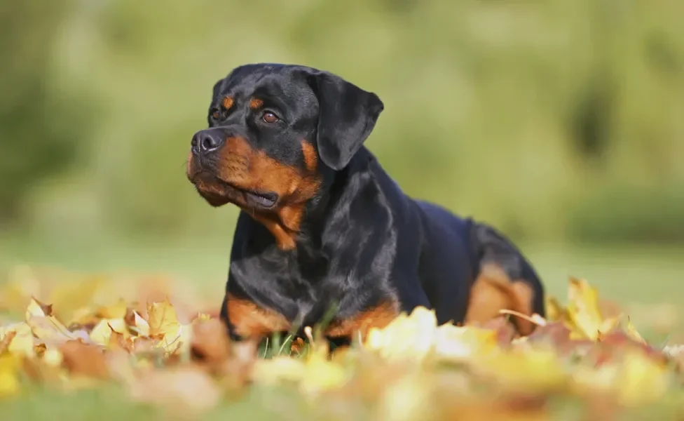 cachorro rottweiler deitado no gramado