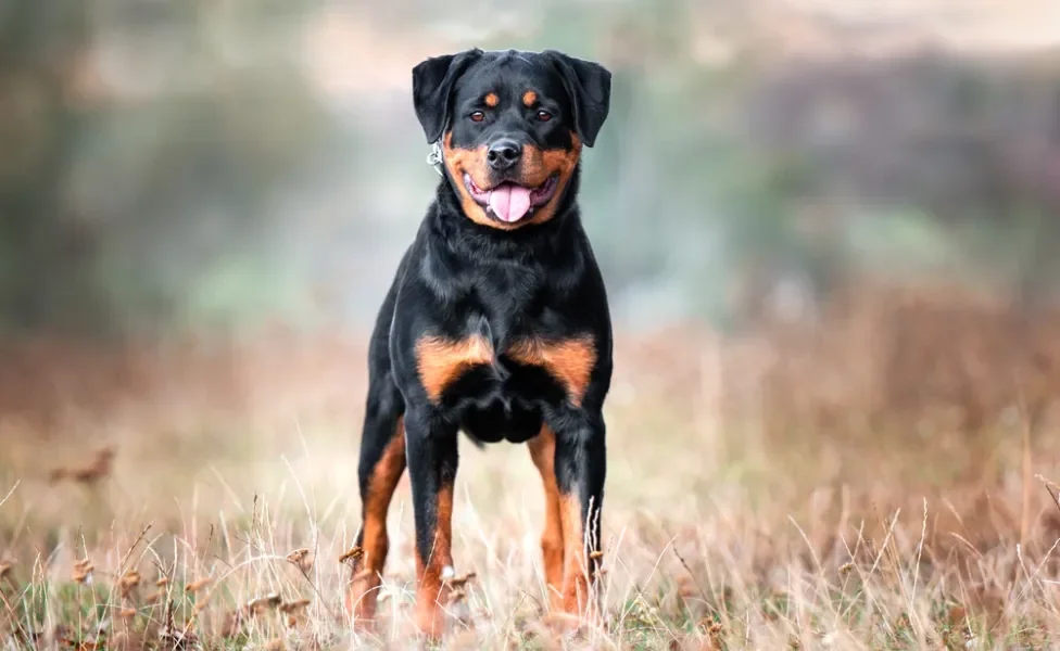 rottweiler em pé ao ar livre