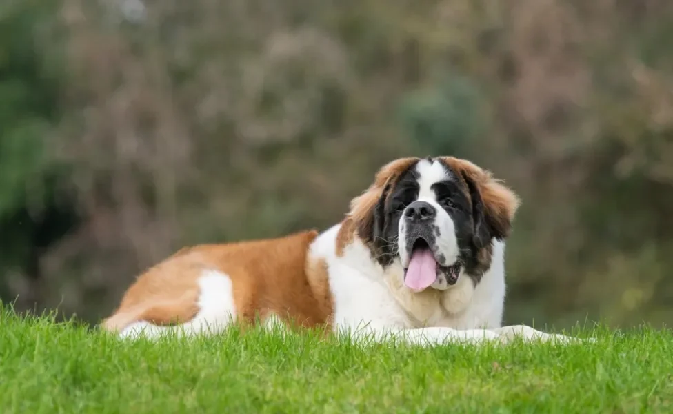 cachorro são bernardo deitado na grama