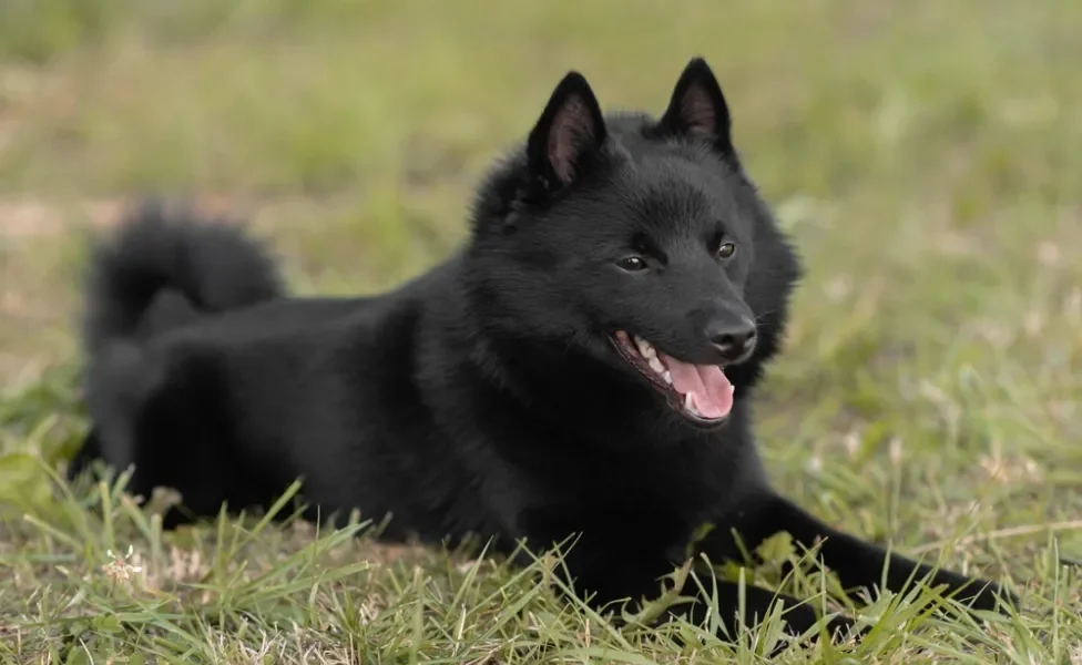 cachorro shipperke no gramado