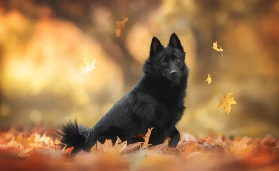 raças de cachorro schipperke sentado numa floresta