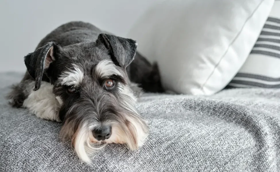 schnauzer deitado no sofá