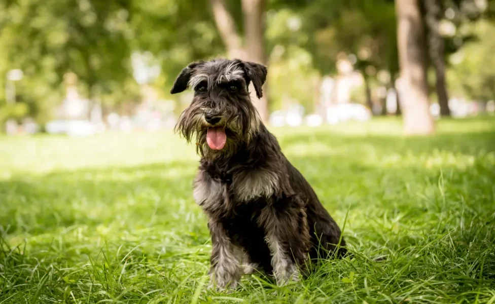 raças de cachorro schnauzer miniatura sentado no gramado