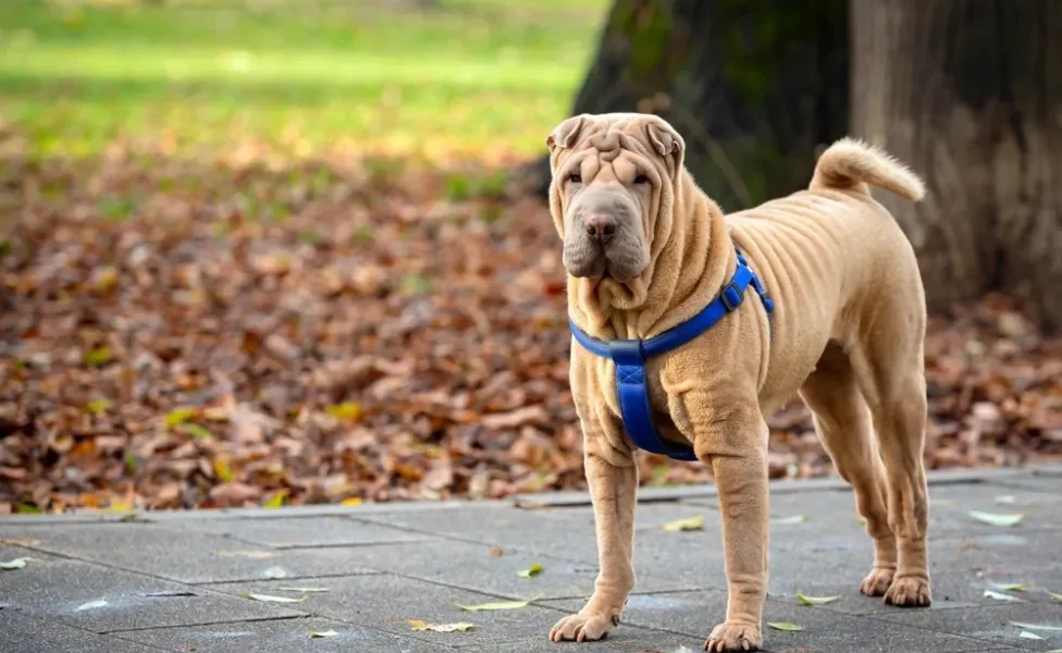 raças de cachorro sharpei passeando no parque