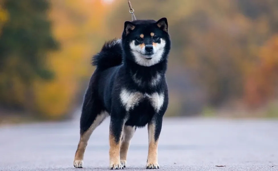 raças de cachorro shiba inu em pé na rua