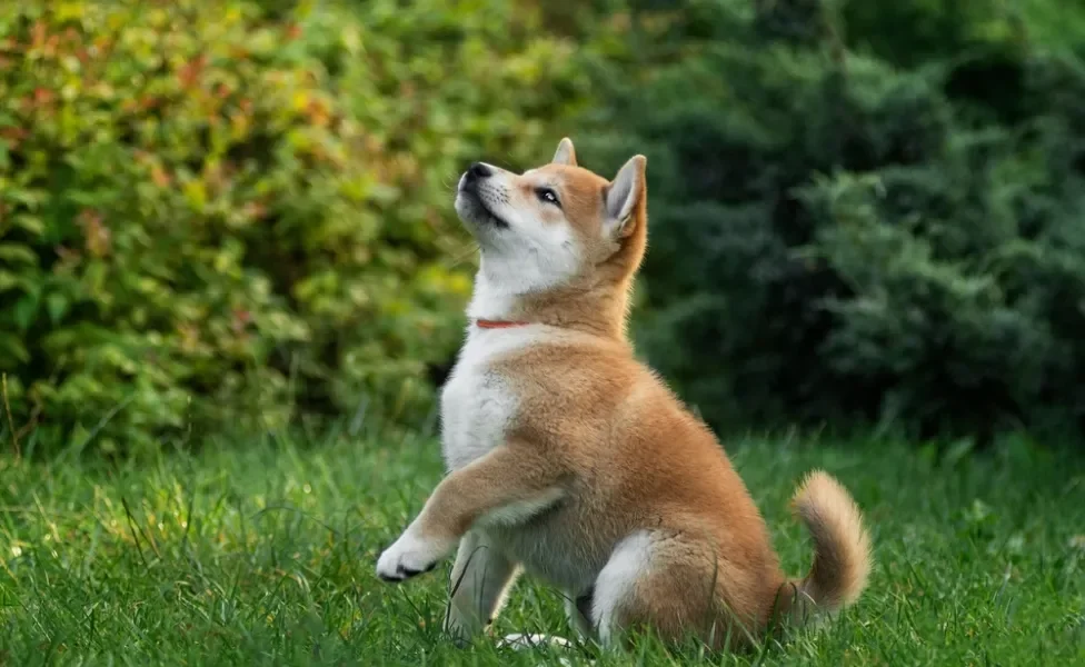 raças de cachorro shiba inu no gramado