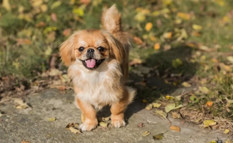 raças de cachorro spaniel tibetano andando ao ar livre