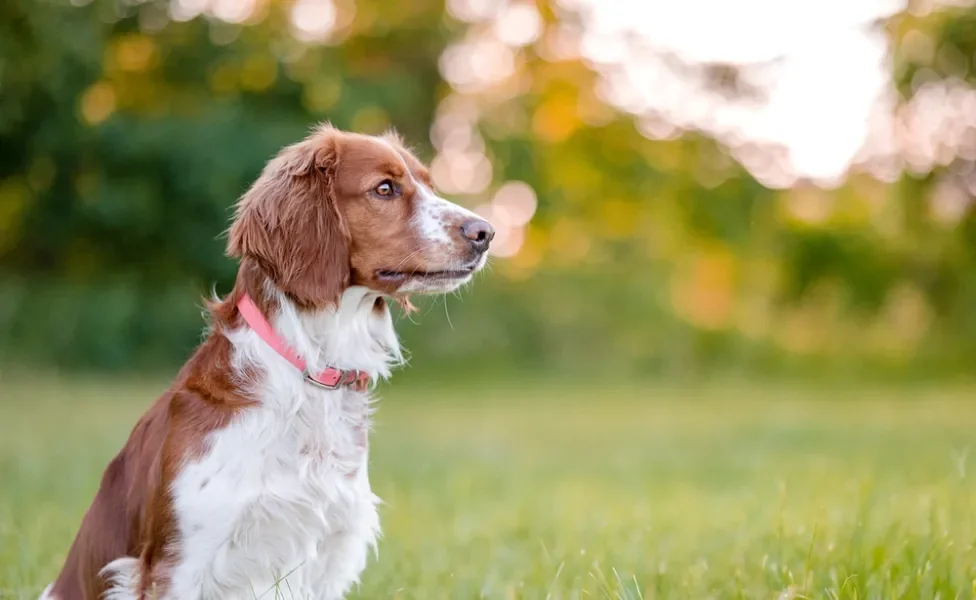 raças de cachorro springer spaniel olhando para o horizonte