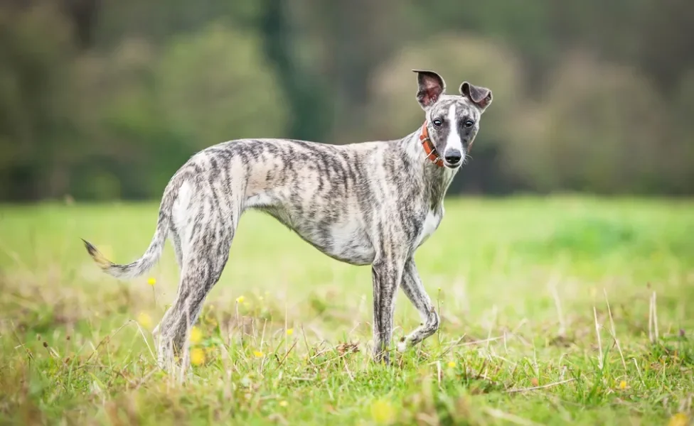 whippet caminhando ao ar livre