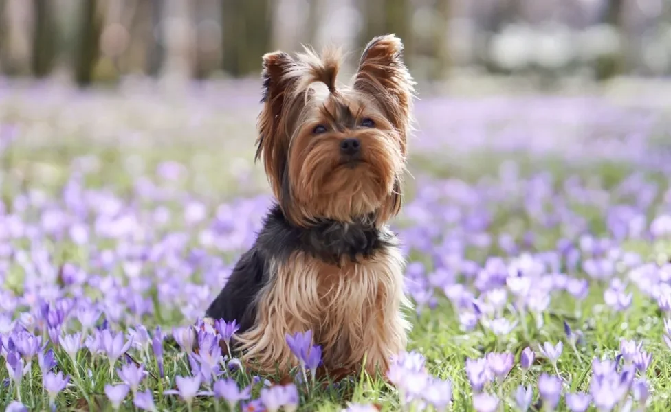 raças de cachorro yorkshire sentado em campo florido